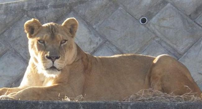 Three Lions At Tokyo Zoo Die Amid Extreme Heat